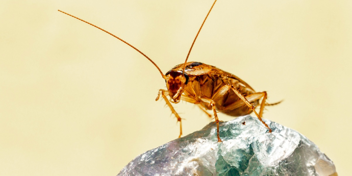 Cucaracha
